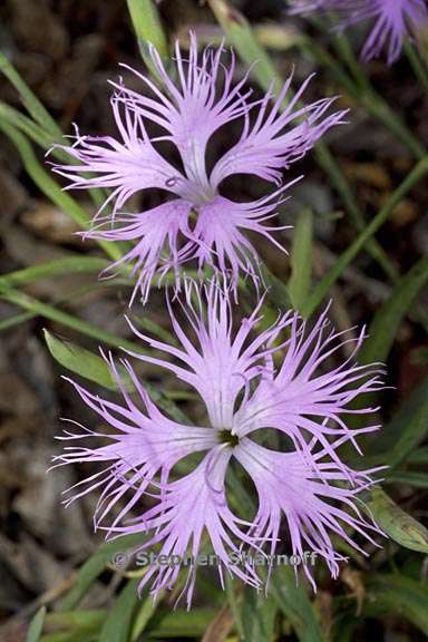 dianthus longicalyx 1 graphic